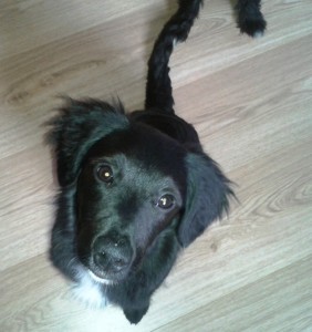 LONA (1)