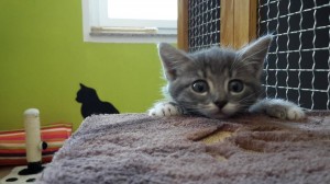 kitty