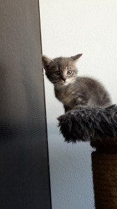 kitty2