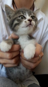 tom