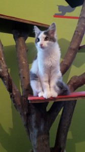 frodo