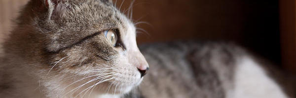 cat-32_l
