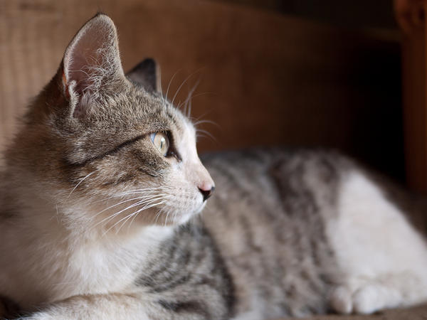 cat-32_l